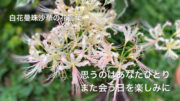 自然の中に身を置くことが辛いとき「白花曼珠沙華の花言葉」